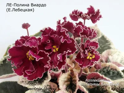 Фиалка красное лето (33 фото) - 33 фото