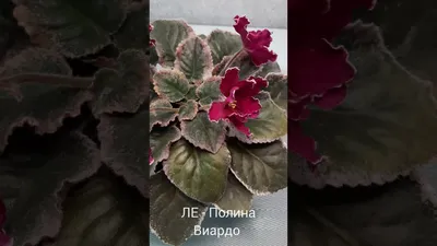 Фиалка ЛЕ-Полина Виардо