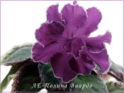 Фиалка ЛЕ-Полина Виардо (стандарт) - это фиалка , которая не очень любит  цвести😋 - YouTube