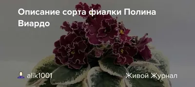Фиалка ЛЕ- Полина Виардо – купить в Москве, цена 100 руб., продано 12  августа 2020 – Растения и семена