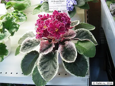 Изящная красотка фиалка ЛЕ-Полина Виардо 😍. Первое цветение !//  #Africanviolets - YouTube