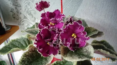 Фиалка ЛЕ- Полина Виардо