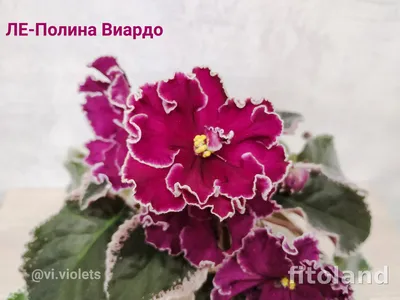 Фоторепортаж с выставки в московском ДФ \"У природы нет плохой погоды\"-  2016. | Fialki.ru