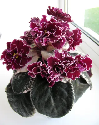 Пин от пользователя Hershey Chuck на доске African Violets | Сенполия,  Комнатные цветы, Африканская фиалка