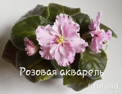 Фиалка Розовая Акварель