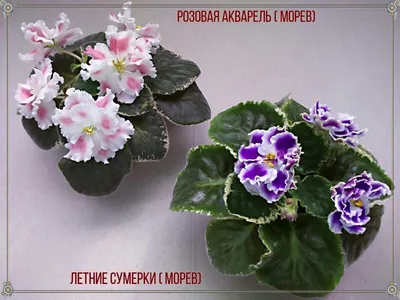 Фиалки крупноцветковые (диаметр цветка 7-9 см) - FloraPiter.Ru  коллекционные ФИАЛКИ из Санкт-Петербурга