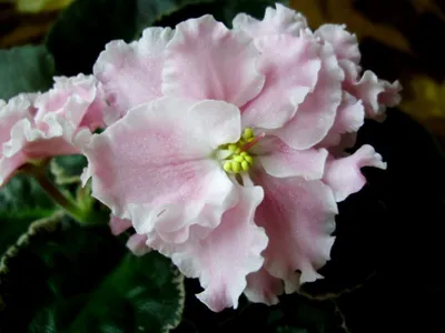 Сорта розовых узамбарских фиалок с описанием и фото | Дачник.RU | Дзен
