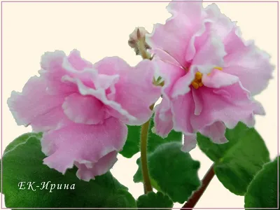 Фиалковый рай - Розовая Акварель (Морев)