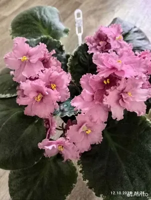 Фиалка Розовая Акварель: описание сорта, выращивание и уход в домашних  условиях, фото