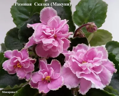 Розовая Сказка (Макуни) • Фиалочный Островок. Форум цветоводов и фиалководов