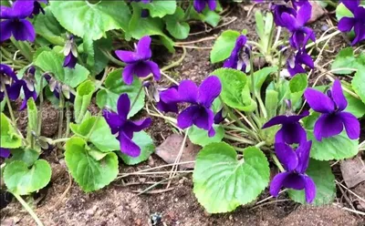 Фиалка садовая домашняя: 5 грн. - Комнатные растения Захарьевка на Olx