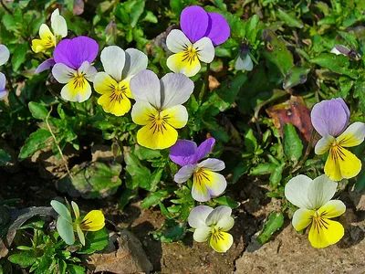 Садовые фиалки (фото) - виды и сорта | Сайт о саде, даче и комнатных  растениях.