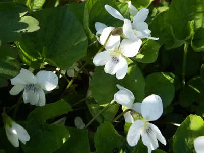 Фиалка садовая Блю Клауд (Viola sororia Blue Cloud) купить с доставкой по  Беларуси \"BuonRoza \"