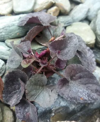 Фиалка садовая опушённая (ID#1821058695), цена: 2 ₴, купить на Prom.ua