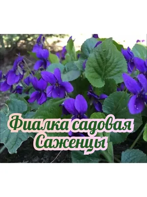 Фиалка рогатая: выращивание и уход - YouTube