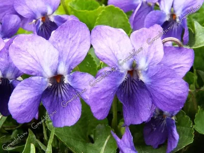 Фиалка садовая домашняя: 5 грн. - Комнатные растения Захарьевка на Olx