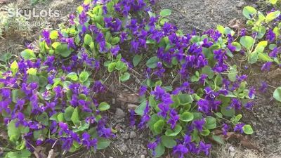Фиалки садовые : Viola odorata-Виола(фиалка) одората Queen Charlotte