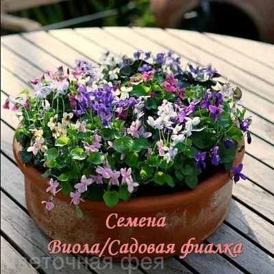 Фиалка садовая ШВЕЙЦАРСКИЙ ГИГАНТ Смесь (ID#1553634270), цена: 6 ₴, купить  на Prom.ua