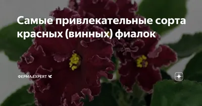 Самые привлекательные сорта красных (винных) фиалок | Ферма.expert 🌿 | Дзен