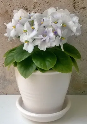 Pin by Татьяна on ФИАЛКИ in 2023 | African violets plants, African violets,  Saintpaulia