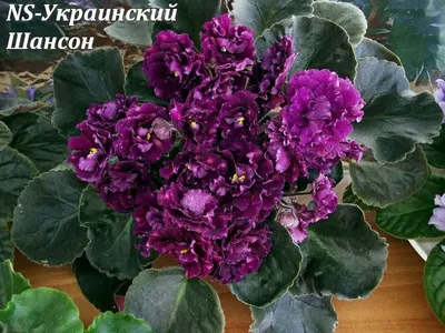 Фиалка Шансон — купить в Красноярске. Горшечные растения и комнатные цветы  на интернет-аукционе Au.ru