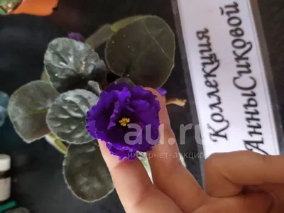 Фиалка Шансон: описание сорта и фотографии