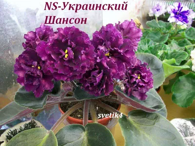 Одноклассники | Сенполия, Фиалки, Синие цветы