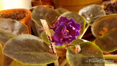 Комнатные Цветы - Фиалка Шансон. Цена 200 сом | Facebook