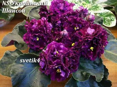 ПТ-Царская Особа | Сенполия, Необычные цветы, Африканская фиалка