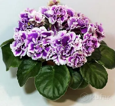 Фиалка и хазяйка | Facebook