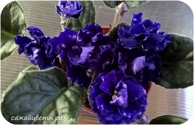 Фиалка Шансон купить - описание, фото сорта цветка
