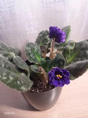Фиалки-химеры на сайте www.violets.lact.ru | Сенполия, Африканские цветы,  Фиалки