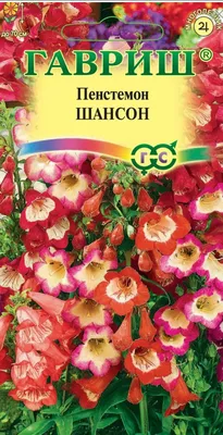 Фиалка Рейнбоу Квит Риот - описание, фото - купить в Нижнем Новгороде