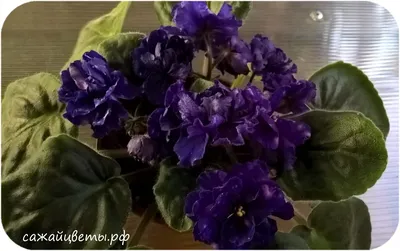 Фіалка (сенполія) ШАНСОН (ID#766642607), цена: 50 ₴, купить на Prom.ua