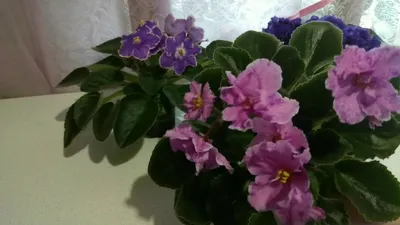 Фиалки 2024 | ВКонтакте