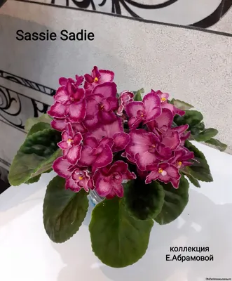 Фиалки (Saintpaulia ionantha) - 2. тема для любителей фиалок - Страница 47  - Растения - Diesel Forum - Страница 47