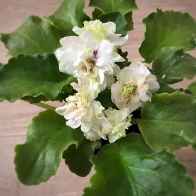 ЛЕ-Шато-Марго (LE-Château Margaux) | Russian variety. Description needed. |  African violets, Violet plant, African violets plants
