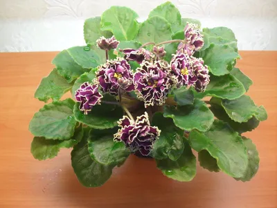 Колекція квітів irinareva на сайті - Фіалки