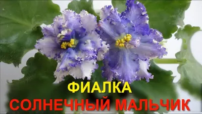 Фиалка солнечный мальчик - описание, фото - YouTube