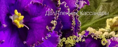 Изображения Фиалка SV-Леди Сада купить в интернет-магазине | Фиалки  отечественной селекции