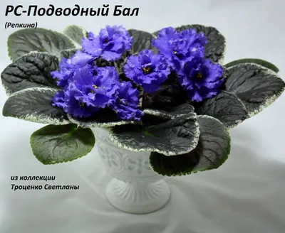 Даруйте жінкам квіти\", выставка фиалок 4-8 марта, Киев • Фиалки.  Геснериевые от Ulmo. Форум.