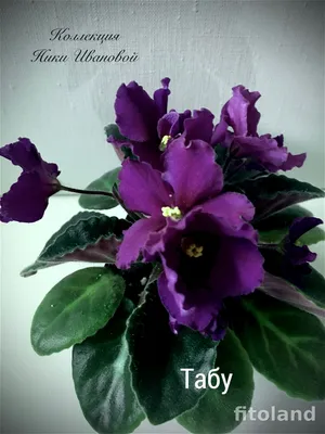 Фиалка Taboo