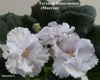 РМ-Таня - Фиалки на Алтае