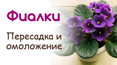 Что такое фиалка - химера? | Татьяна О. комнатных цветах | Дзен