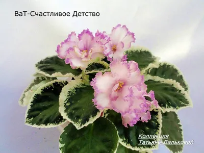 Фиалки, стрептокарпусы и ахименесы Татьяны Куракиной: ОТЗЫВЫ