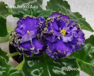 Фиалка сенполия, Пересадка и омоложение - YouTube