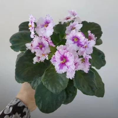 Фиалка — купить с доставкой, цены, отзывы, фото | Tdanilova