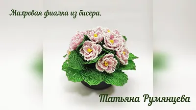 Сорта ПТ (Пугачева Татьяна) - magazin-fialoks Jimdo-Page!