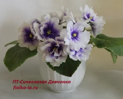 Каталог фиалок Татьяны Максимовской (Киев) | Fialki.ru