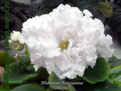 Фиалки Мошетовой Татьяны - Главная страница